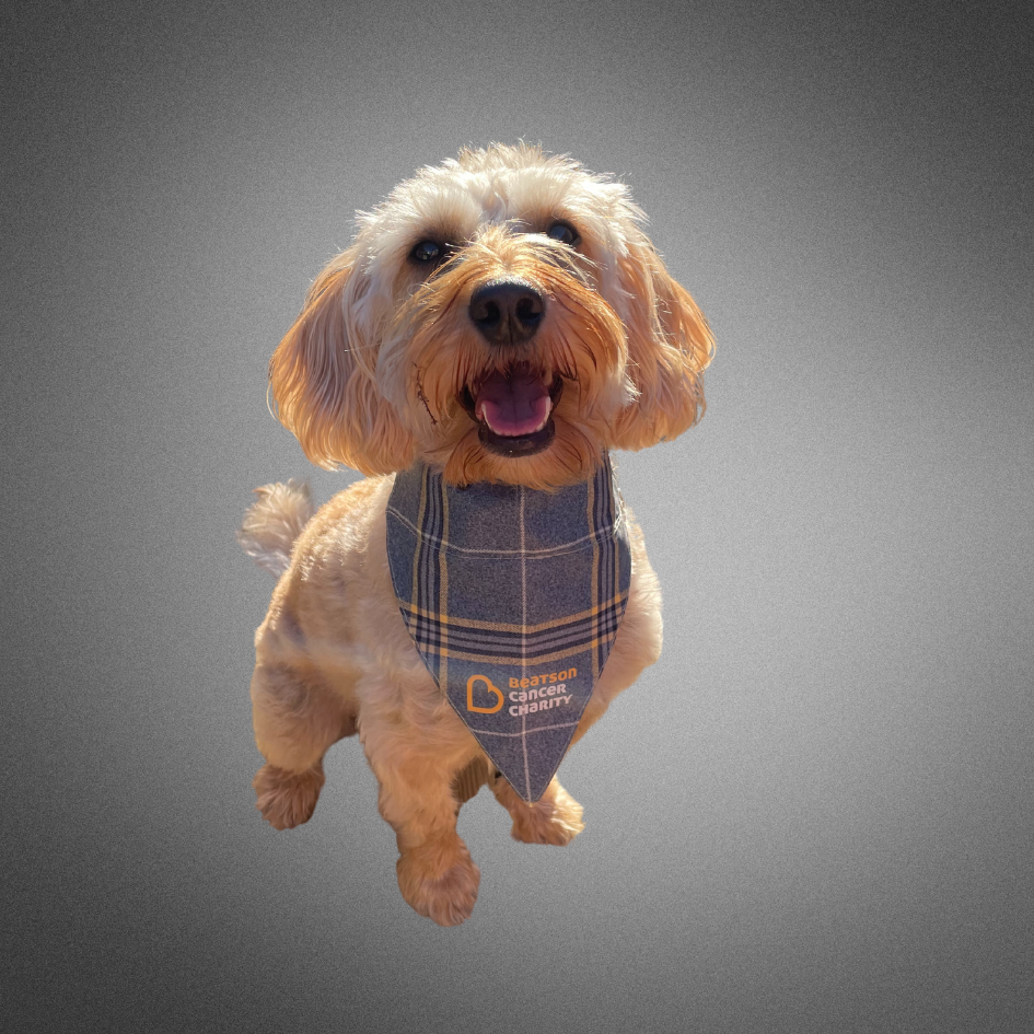 Plaid dog harness vest online
