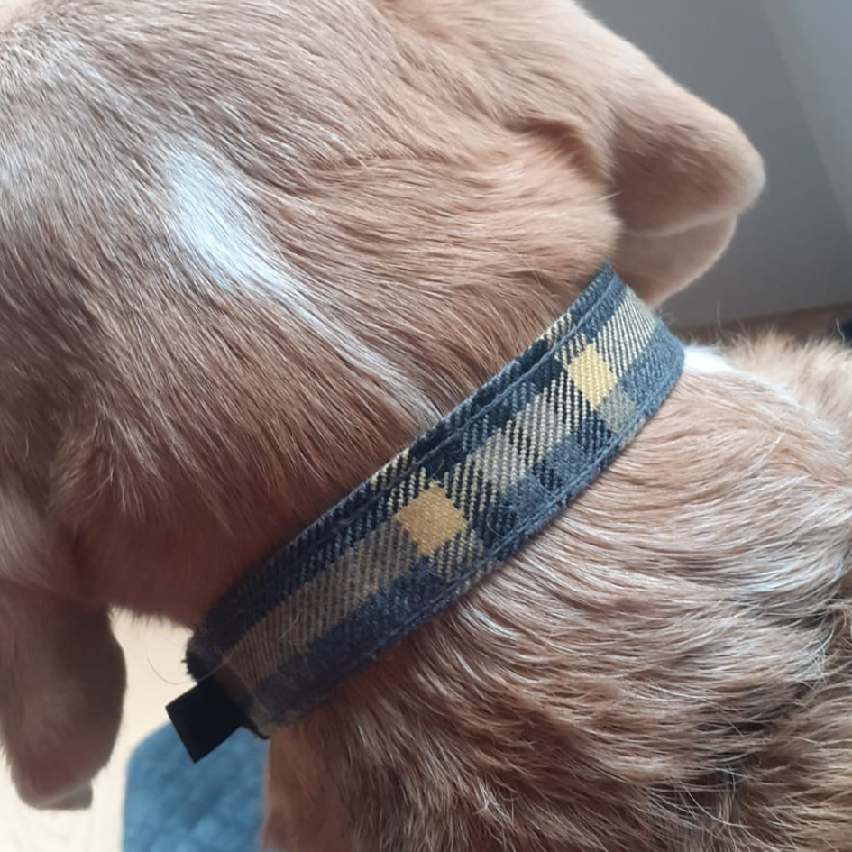 Burberry dog collar sales real