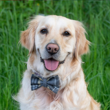 Beatson Cancer Charity: Tartan Dog Bow Tie
