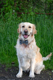 Beatson Cancer Charity: Tartan Dog Bow Tie