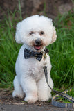 Beatson Cancer Charity: Tartan Dog Bow Tie