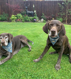 Beatson Cancer Charity: Tartan Dog Bandana (2 sizes available)
