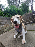 Beatson Cancer Charity: Tartan Dog Bandana (2 sizes available)