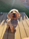 Beatson Cancer Charity: Tartan Dog Bandana (2 sizes available)