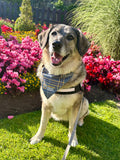 Beatson Cancer Charity: Tartan Dog Bandana (2 sizes available)