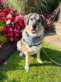 Beatson Cancer Charity: Tartan Dog Bandana (2 sizes available)