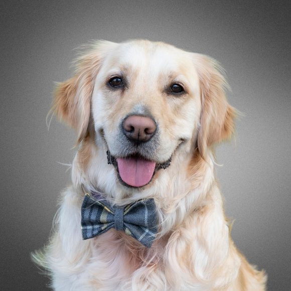 Puppy bow discount tie