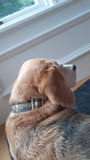 Beatson Cancer Charity: Bespoke Tartan Dog Collar