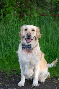 Beatson Cancer Charity: Tartan Dog Bow Tie