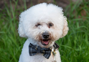 Beatson Cancer Charity: Dog Bow Tie
