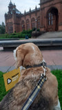 Beatson Cancer Charity: Bespoke Tartan Dog Collar